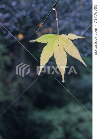 落葉,秋天,秋天的樹葉,紅色,葉子,低角度,植物,自然,風景,戶外,楓樹,日語,紅色,紅色,生活 落葉,秋天,秋天的樹葉,紅色,葉子,低角度,植物,自然,風景,戶外,楓樹,日語,紅色,紅色,生活 71776009