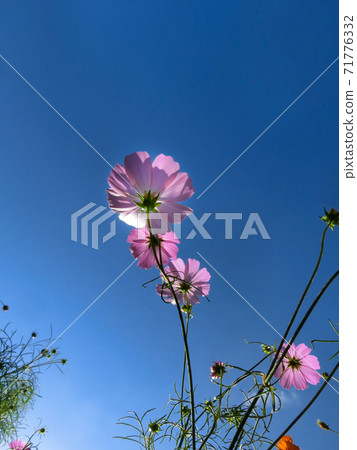 Autumn cosmos field Autumn cosmos field 71776332