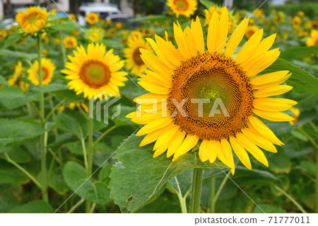 Sunflower field on the shore of Lake Biwa Sunflower field on the shore of Lake Biwa 71777011