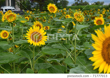 Sunflower field on the shore of Lake Biwa 71777013