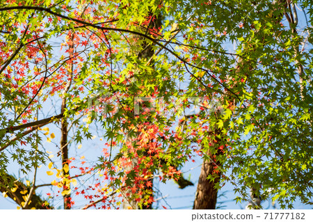 美麗的秋天的樹葉在雨中濕 71777182