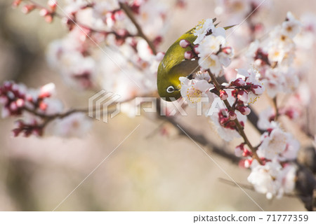 Plum blossom and white-eye 71777359