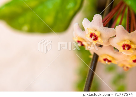 Macro of Hoya Carnosa or Waxplant Flower Macro of Hoya Carnosa or Waxplant Flower 71777574