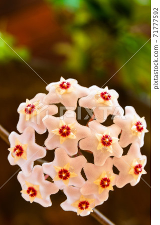 Macro of Hoya Carnosa or Waxplant Flower 71777592