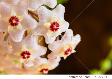 Macro of Hoya Carnosa or Waxplant Flower 71777612