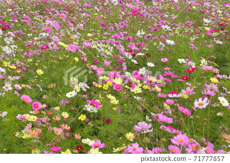 Blooming autumn flowers cosmos 71777857