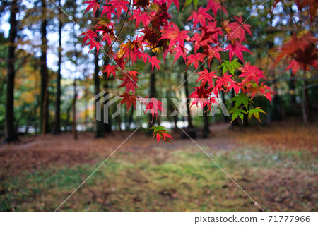 Sekinoo R2 Autumn Sekinoo R2 Autumn 71777966