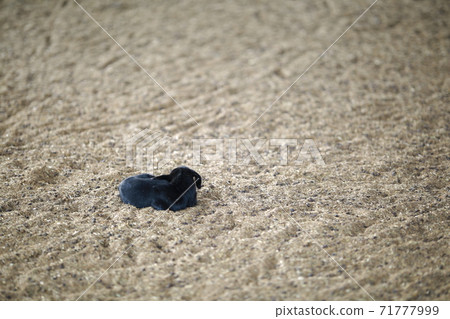 Ranch scenery, Anseong Farmland 71777999