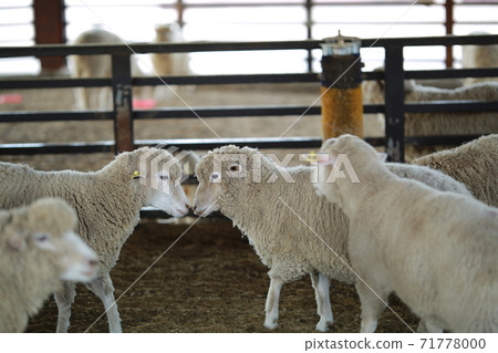 牧場風光,安城農田 牧場風光,安城農田 71778000