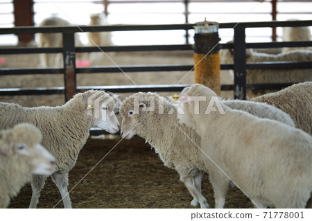 Ranch scenery, Anseong Farmland Ranch scenery, Anseong Farmland 71778001
