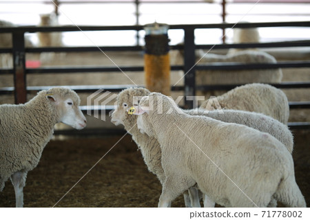 Ranch scenery, Anseong Farmland 71778002