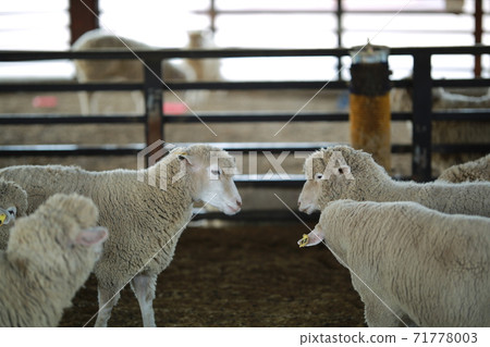Ranch scenery, Anseong Farmland 71778003