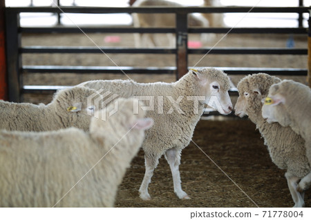 Ranch scenery, Anseong Farmland 71778004