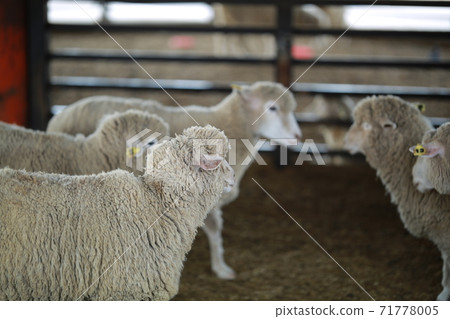 Ranch scenery, Anseong Farmland Ranch scenery, Anseong Farmland 71778005