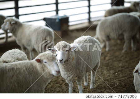 Ranch scenery, Anseong Farmland Ranch scenery, Anseong Farmland 71778006