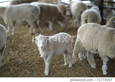 Ranch scenery, Anseong Farmland Ranch scenery, Anseong Farmland 71778007