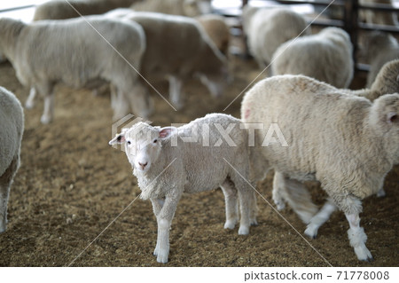 Ranch scenery, Anseong Farmland Ranch scenery, Anseong Farmland 71778008