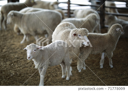 Ranch scenery, Anseong Farmland Ranch scenery, Anseong Farmland 71778009