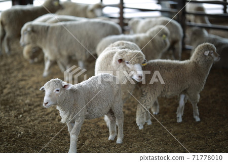 Ranch scenery, Anseong Farmland Ranch scenery, Anseong Farmland 71778010