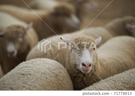 Ranch scenery, Anseong Farmland Ranch scenery, Anseong Farmland 71778013