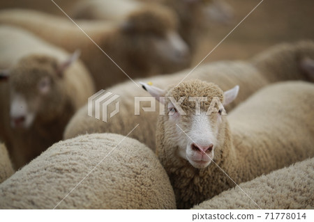 Ranch scenery, Anseong Farmland Ranch scenery, Anseong Farmland 71778014