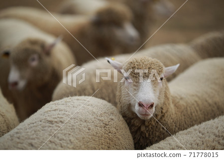 Ranch scenery, Anseong Farmland Ranch scenery, Anseong Farmland 71778015