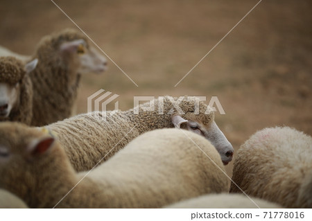 Ranch scenery, Anseong Farmland Ranch scenery, Anseong Farmland 71778016