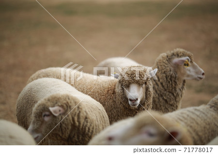 Ranch scenery, Anseong Farmland 71778017