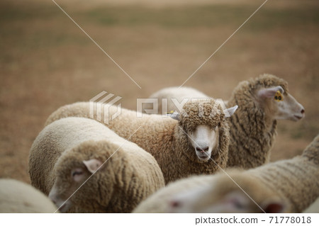 Ranch scenery, Anseong Farmland Ranch scenery, Anseong Farmland 71778018