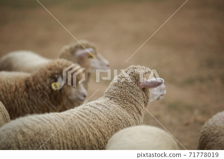 Ranch scenery, Anseong Farmland Ranch scenery, Anseong Farmland 71778019