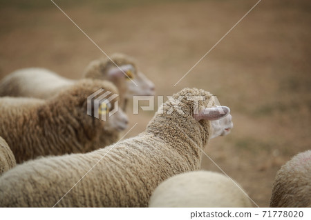 Ranch scenery, Anseong Farmland Ranch scenery, Anseong Farmland 71778020