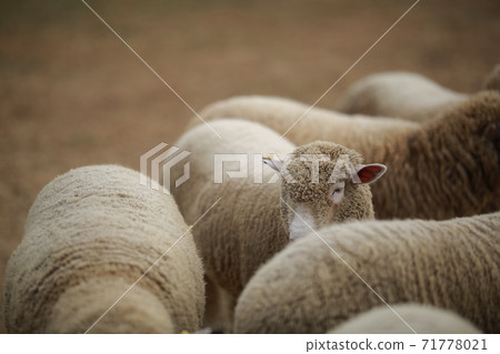 Ranch scenery, Anseong Farmland Ranch scenery, Anseong Farmland 71778021