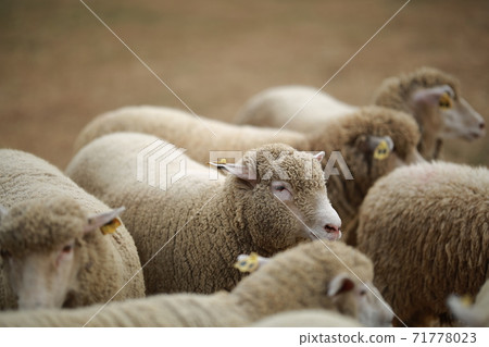 Ranch scenery, Anseong Farmland 71778023