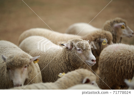 Ranch scenery, Anseong Farmland Ranch scenery, Anseong Farmland 71778024
