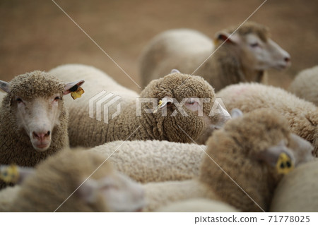 Ranch scenery, Anseong Farmland Ranch scenery, Anseong Farmland 71778025
