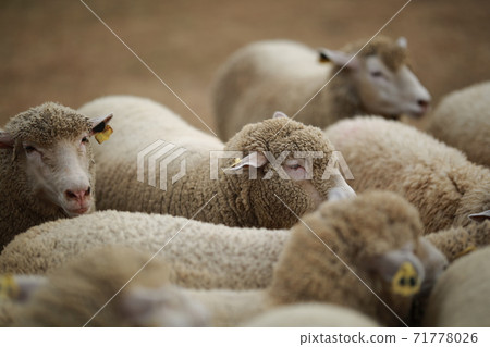 Ranch scenery, Anseong Farmland Ranch scenery, Anseong Farmland 71778026