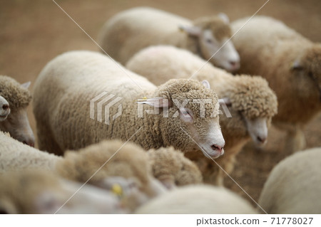 Ranch scenery, Anseong Farmland Ranch scenery, Anseong Farmland 71778027