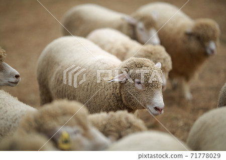 Ranch scenery, Anseong Farmland Ranch scenery, Anseong Farmland 71778029