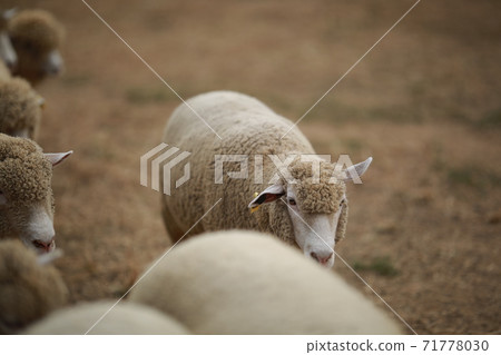 Ranch scenery, Anseong Farmland Ranch scenery, Anseong Farmland 71778030