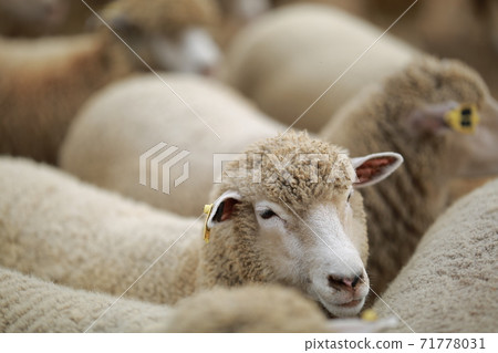 Ranch scenery, Anseong Farmland Ranch scenery, Anseong Farmland 71778031