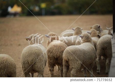 Ranch scenery, Anseong Farmland 71778032