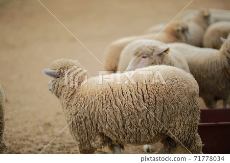 Ranch scenery, Anseong Farmland Ranch scenery, Anseong Farmland 71778034
