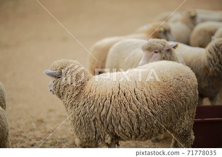 Ranch scenery, Anseong Farmland Ranch scenery, Anseong Farmland 71778035
