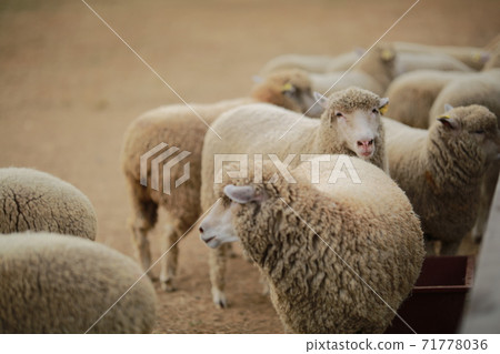 Ranch scenery, Anseong Farmland Ranch scenery, Anseong Farmland 71778036