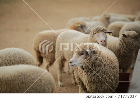 Ranch scenery, Anseong Farmland Ranch scenery, Anseong Farmland 71778037