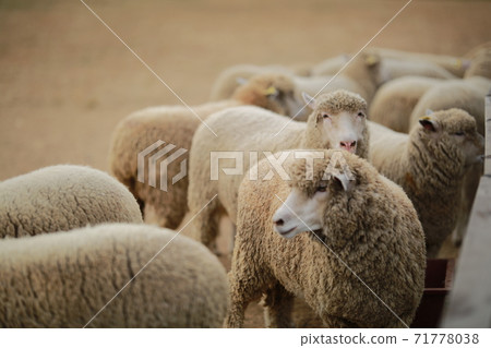 Ranch scenery, Anseong Farmland Ranch scenery, Anseong Farmland 71778038