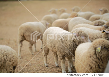 Ranch scenery, Anseong Farmland Ranch scenery, Anseong Farmland 71778039
