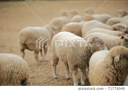 Ranch scenery, Anseong Farmland Ranch scenery, Anseong Farmland 71778040