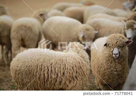 Ranch scenery, Anseong Farmland Ranch scenery, Anseong Farmland 71778041