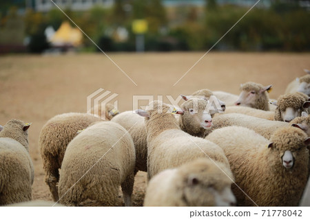Ranch scenery, Anseong Farmland Ranch scenery, Anseong Farmland 71778042